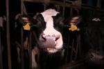 Foto: Kara za nadprodukcję mleka w granicach 60-70 gr...