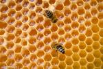 Foto: Wielki Dzień Pszczół na kilka sposobów z miodem