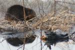 Foto: Zredukują bobry pod Łomżą