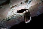 Foto: Śpiące zimą nietoperze świadczą o stanie przyrody