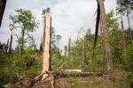 Foto: Duże straty w lasach