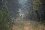 Foto: Pracownik nadleśnictwa - naganiacz idzie przez wyznaczony obszar lasu