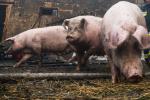 Foto: Przemieszczanie świń tylko ze świadectwami zdrowia