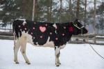 Foto: Krowa Nelly z Holandii od Konrada z Łomży dla 2...