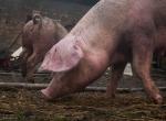Foto: ASF u świń w gospodarstwie w gminie Trzcianne