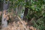 Foto: Spacerkiem po grzyby do lasu w Nadleśnictwie Łomża
