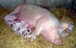 Foto: Rezygnują z chowu świń