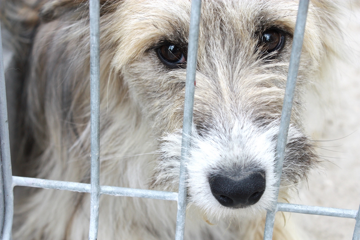 fot. Łomżyńskie Towarzystwo Opieki nad Zwierzętami OPP, które prowadzi schronisko dla bezdomnych psów 