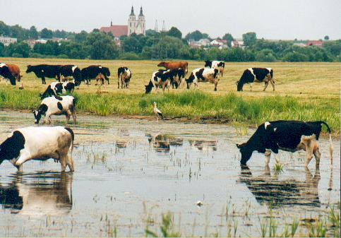 Główne zdjęcie