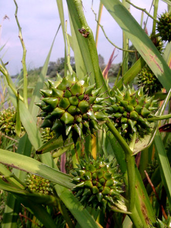 Narew - pestkowiec