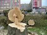 Foto: Rosły sobie drzewa... przy Szosie Zambrowskiej