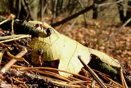 Główne zdjęcie