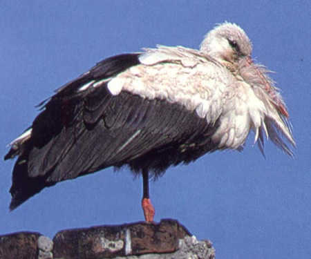 Główne zdjęcie