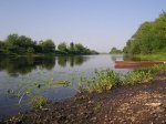 Narew w okolicach Bronowa