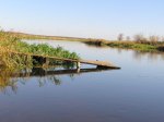 Narew w okolicy Krzewa