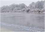 Foto: Łabędzie nad Narwią; fot. Adam Babiel