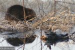 Foto: Władze bezradne wobec nienażartych bobrów - te same bobry były żwawo uciekały przed strażakami ulicami Łomży
<br />
<a href=