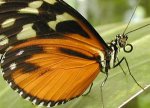 Foto: W tym roku nad Biebrzą najważniejsze będą motyle