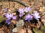 Foto: przylaszczka pospolita (Hepatica nobilis)