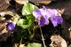 Fiołek leśny
(Viola silvestris)