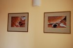 aranżacja wnętrza sali konferencyjnej   Miejskich Wodociągów i Oczyszczalni - Grudziądz
 ( fotografia - zdjęcia format A3 temat- przyroda makro- grzyby)