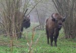 Bialowieza. Wisente.