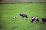 Ins Biebrza Tal im Juni, noch andere Tiere haben seiner gemainsam Futterplatz .