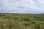 Schilfrohrbanke im Narew Naturpark.