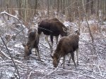 Familie im Winter auf Futterplatz.