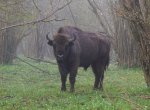 Wisent.