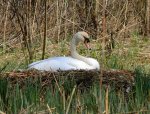 Auf der Nest direkt am Fl. Czarna Hancza.