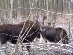 Zimą łosie są często spotykane przy leśnych drogach gdy zgryzają młode pędy.