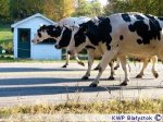 Foto: Uwaga na zwierzęta i... krowy !