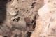 Drewniane bele odkryte przez archeologów pod Starym Rynkiem w Łomży (fot. UM Łomża)