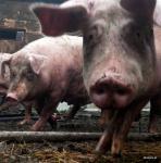 Foto: Świń coraz mniej, wieprzowina bije rekordy