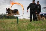 Foto: 7.09.2012, Strękowa Góra, pokazy psów straży granicznej