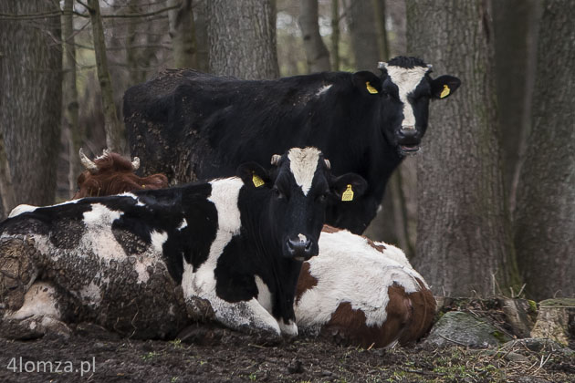 Nawet krowy, chociaż wyjątkowo, trafiają na licytację komorniczą. Tak było na początku lutego 2014 r. w gm. Śniadowo, gdzie wystawiono 9 krów. Żaden z dwóch licytantów nie zdecydował się na 
