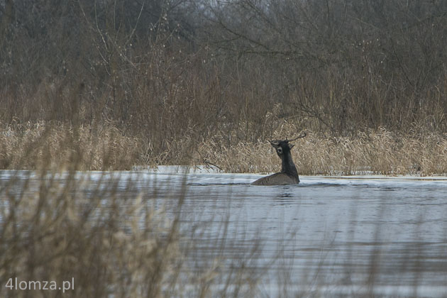 Jeleń próbuje wydostać się z rzeki