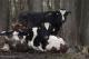 Nawet krowy, chociaż wyjątkowo, trafiają na licytację komorniczą. Tak było na początku lutego 2014 r. w gm. Śniadowo, gdzie wystawiono 9 krów. Żaden z dwóch licytantów nie zdecydował się na "zakup". (fot archiwum)