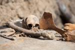 Foto: Czaszka i kości nieznanego człowieka na Browarnej