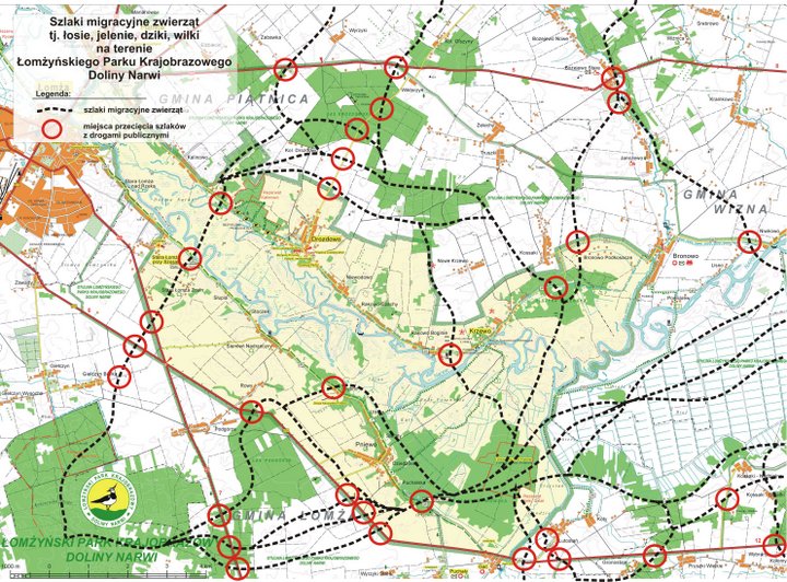 Mapa ŁPKDN z zaznaczonymi miejscami gdzie trasy zwierząt łączą się z drogami publicznymi.