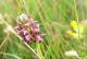 Orchis coriophora czyli storczyk cuchnący