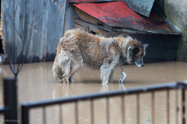 Przywiązany pies na zalanym podwórku, woda podnosi się
