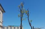 Foto: Takie „przycinanie” to zniszczenia drzewa - twierdzi dr Marzena Suchocka