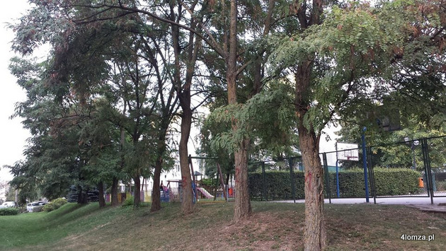 Drzewa przy bloku Kołłątaja 6, które mają zostać wycięte. (fot. czytelnik)