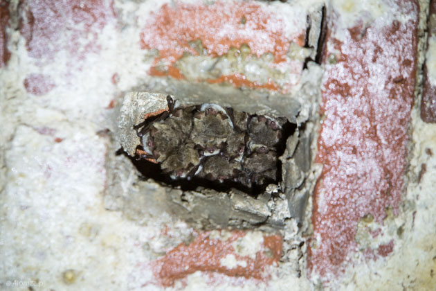 Nietoperze zimujące w piwnicach dawnego browaru w Drozdowie
