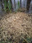 Foto: jaja w gnieździe żurawia na przedwiośniu (marzec, suchy grąd) (fot. ŁPKDN)