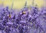 Foto: Mleczko pszczele - jakie ma właściwości?
