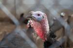 Foto: Wysoce zjadliwa grypa ptaków H5N8