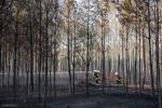 Foto: Wysoki stopień zagrożenia pożarowego w lasach n...